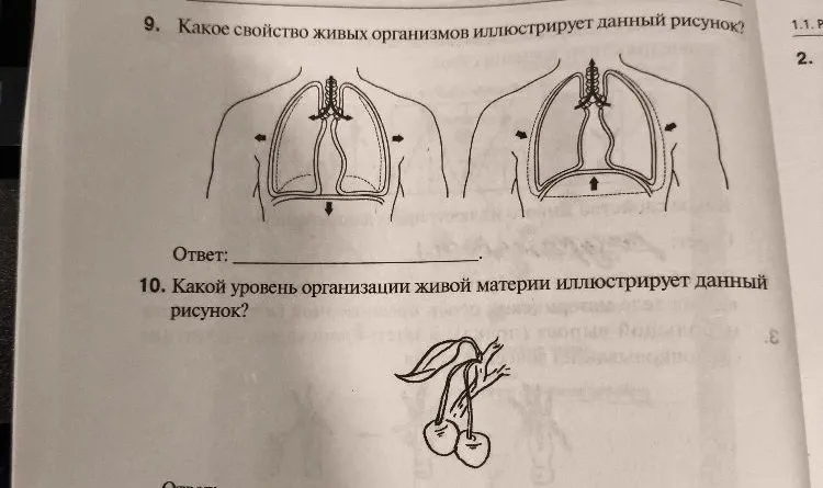 9. Какое свойство живых организмов иллюстрирует данный рисунок?