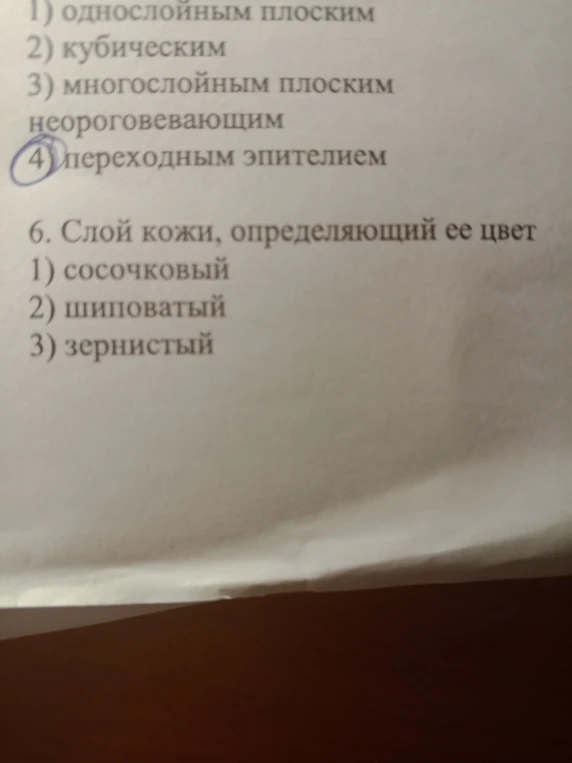 6. Слой кожи, определяющий ее цвет
