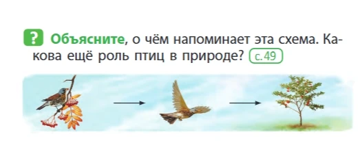 Объясните, о чём напоминает эта схема. Какова ещё роль птиц в природе?