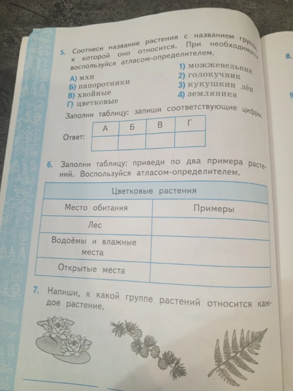 Соотнеси название растения с названием группы, к которой оно относится.