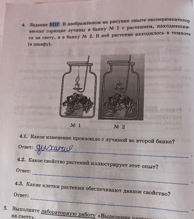 4. Задание ВПР. В изображённом на рисунке опыте экспериментатор вносит горящие лучины в банку № 1 с растением, находившимся на свету, и в банку № 2. В ней растение находилось в темноте (в шкафу).