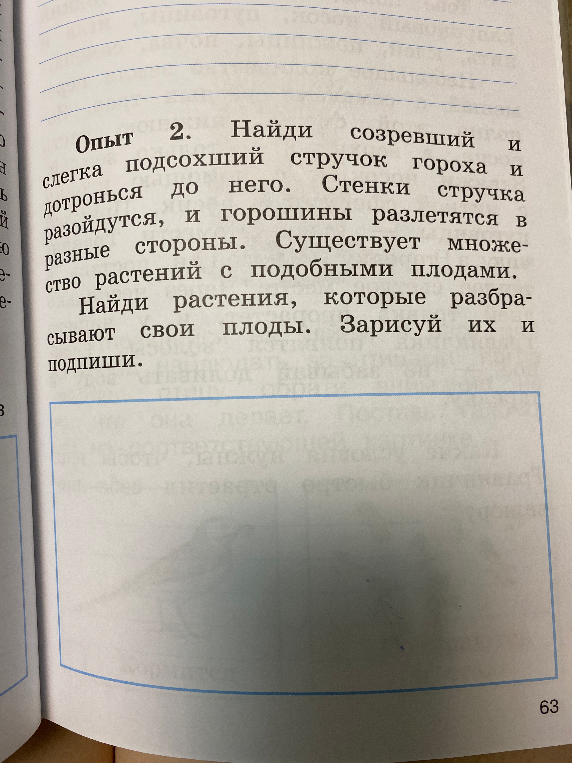 Опыт 2. Найди созревший и слегка подсохший стручок гороха и дотронься до него. Стенки стручка разойдутся, и горошины разлетятся в разные стороны. Существует множество растений с подобными плодами. Найди растения, которые разбрасывают свои плоды. Зарисуй их и подпиши.