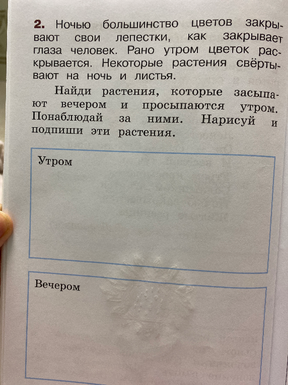 2. Ночью большинство цветов закрывают свои лепестки, как закрывает глаза человек. Рано утром цветок раскрывается. Некоторые растения свёртывают на ночь и листья. Найди растения, которые засыпают вечером и просыпаются утром. Понаблюдай за ними. Нарисуй и подпиши эти растения.