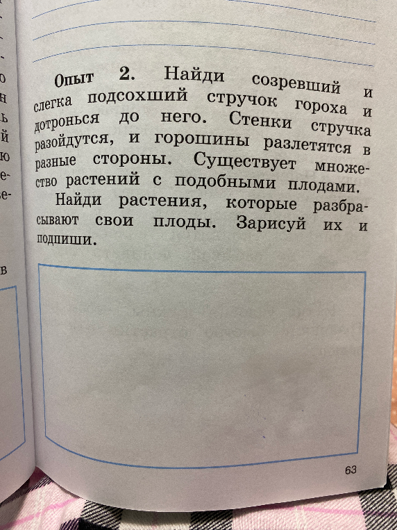 Опыт 2. Найди созревший и слегка подсохший стручок гороха и дотронься до него. Стенки стручка разойдутся, и горошины разлетятся в разные стороны. Существует множество растений с подобными плодами. Найди растения, которые разбрасывают свои плоды. Зарисуй их и подпиши.