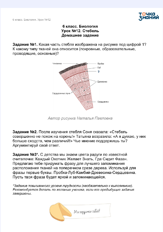 Задание №1. Какая часть стебля изображена на рисунке под цифрой 1? К какому типу тканей она относится (покровные, образовательные, проводящие, основные)?