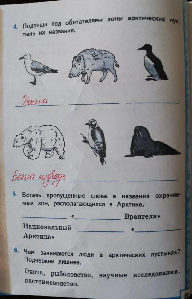 4. Подпиши под обитателями зоны арктических пустынь их названия.