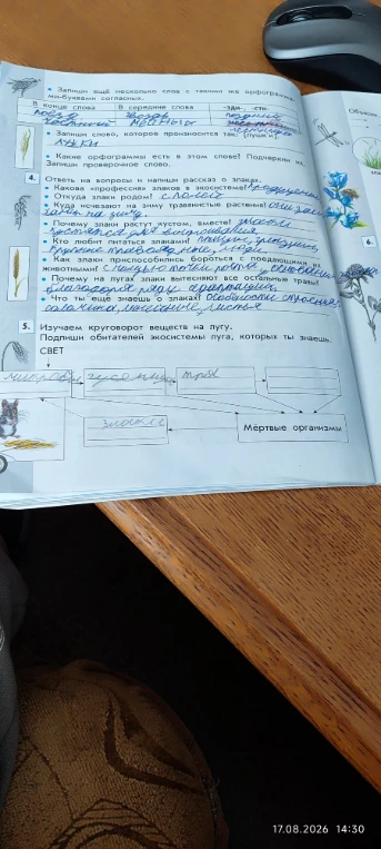 Изучаем круговорот веществ на лугу. Подпиши обитателей экосистемы луга, которых ты знаешь.