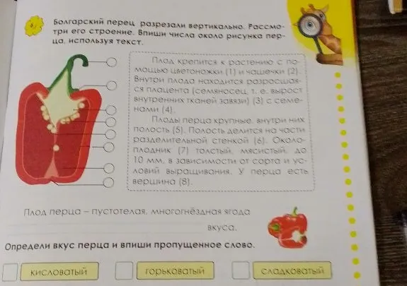 Болгарский перец разрезали вертикально. Рассмотри его строение. Впиши числа около рисунка перца, используя текст.