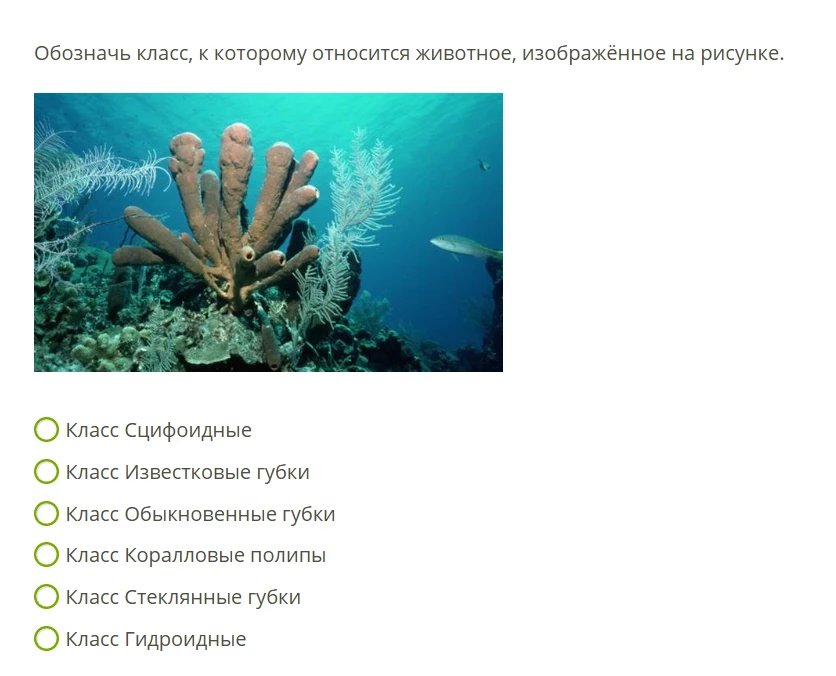Обозначь класс, к которому относится животное, изображённое на рисунке.