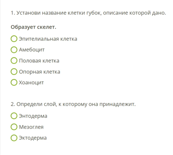1. Установи название клетки губок, описание которой дано. Образует скелет.