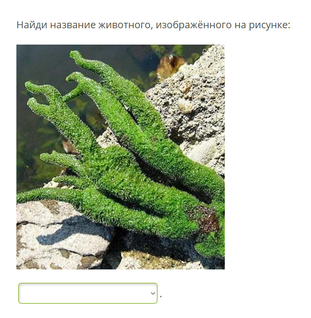 Найди название животного, изображённого на рисунке: