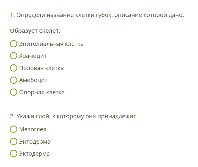 1. Определи название клетки губок, описание которой дано. Образует скелет.