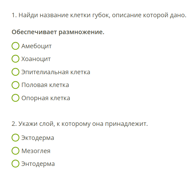 1. Найди название клетки губок, описание которой дано. Обеспечивает размножение.