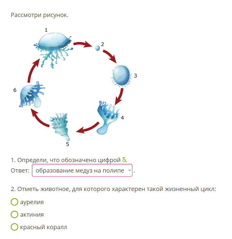 1. Определи, что обозначено цифрой 5.