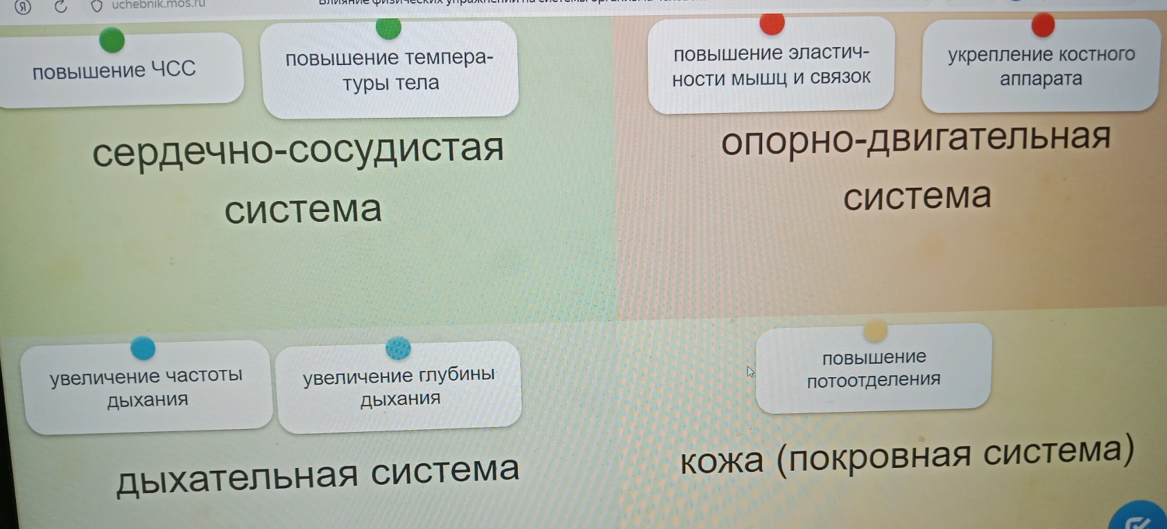 Влияние физических упражнений на системы органов человека.