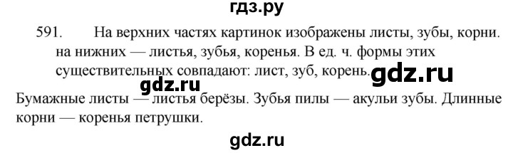 ГДЗ по русскому языку 5 класс  Ладыженская   упражнение - 591, Решебник
