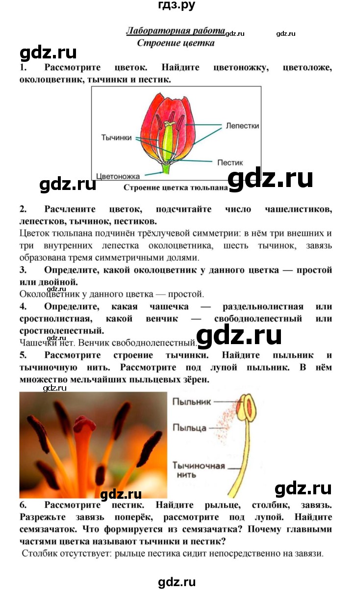 Лабораторные биология 6 класс пасечник. Лабораторная работа по биологии 6 класс строение цветка тюльпана. Лабораторная работа 6 кл строение цветка. Строение цветка.6кл биологии лабораторная. Лабораторная 6 Пасечник строение цветка.