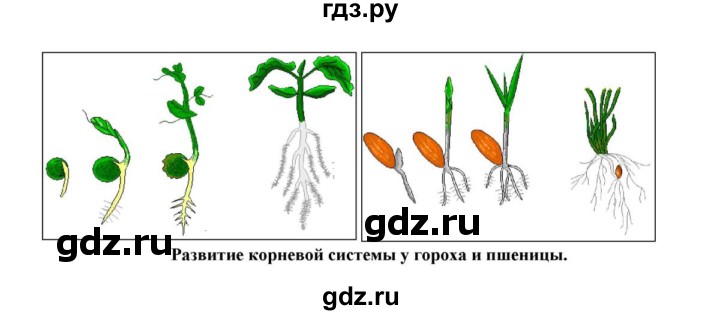ГДЗ по биологии 6 класс Пасечник   § 15. Минеральное питание растений  - Задания, решебник