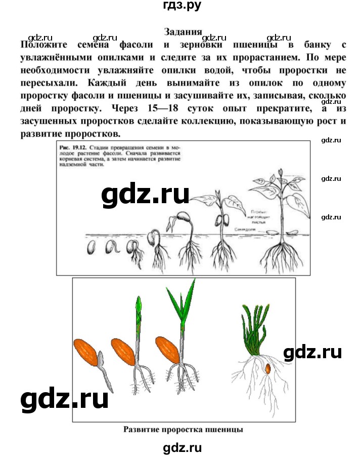ГДЗ по биологии 6 класс Пасечник   § 20. Прорастание семян  - Задания, решебник