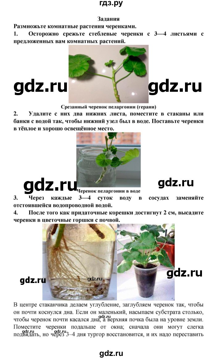 ГДЗ по биологии 6 класс Пасечник   § 25. Вегетативное размножение покрытосеменных растений  - Задания, решебник