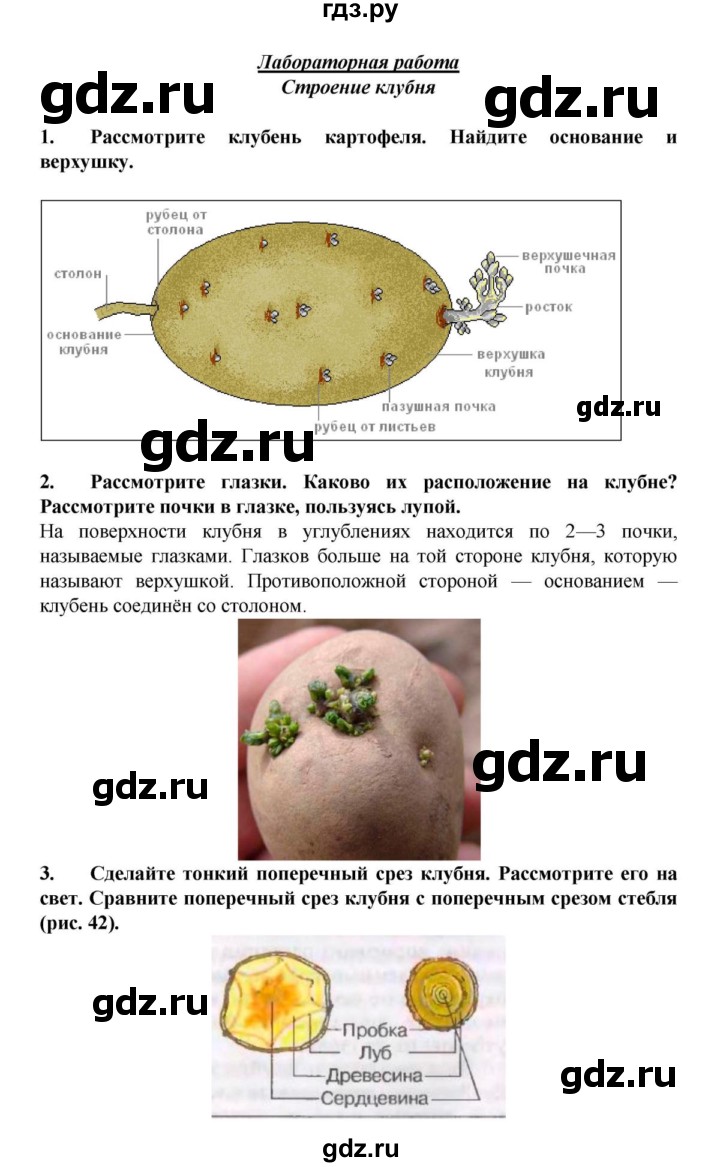 Лабораторная строение клубня 6 класс