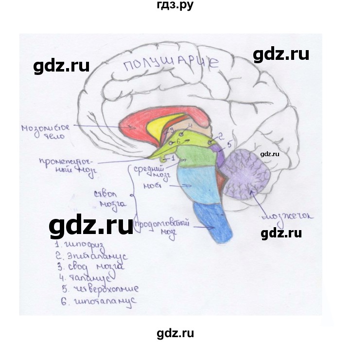 ГДЗ по биологии 9 класс Сапин   Строение головного мозга - 2, Решебник