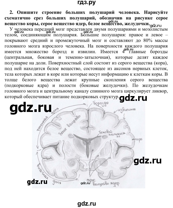 ГДЗ по биологии 9 класс Сапин   Полушария большого мозга - 2, Решебник