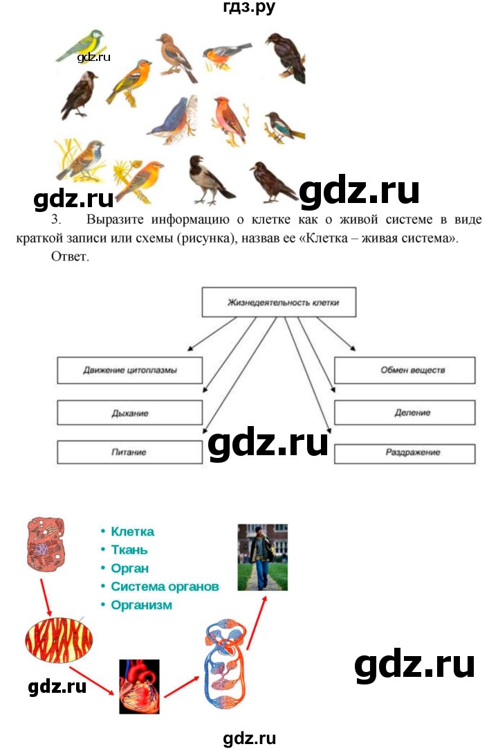 ГДЗ по биологии 5 класс Пономарева   подведем итоги / итоги после 7§ - Работа с моделями, Решебник