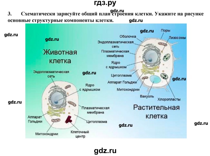 ГДЗ по биологии 9 класс  Пасечник рабочая тетрадь  § 4 - 3, Решебник №1