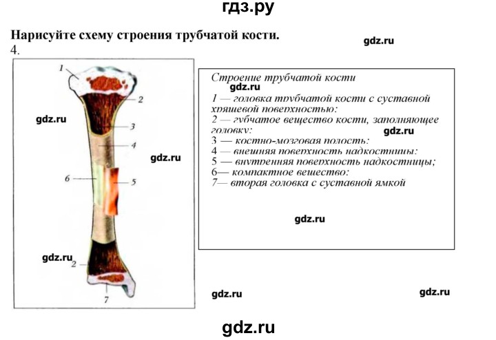 ГДЗ по биологии 9 класс  Драгомилов   § 6 - 4, Решебник