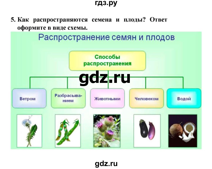 ГДЗ по биологии 6 класс  Сонин   §18.Рост и развитие растений - 5, решебник