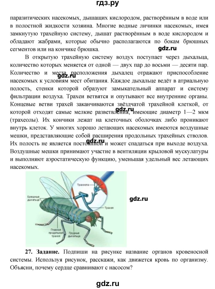 Используя рисунки установи последовательность кто чем питается окружающий мир