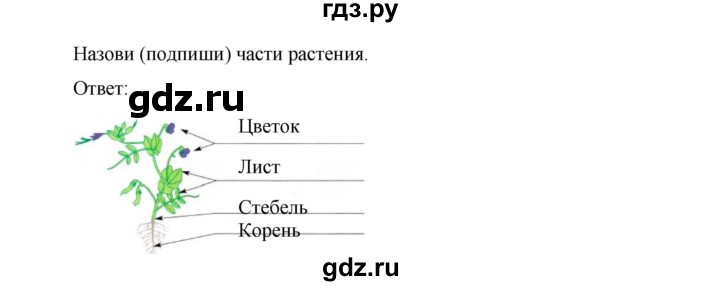 ГДЗ по окружающему миру 1 класс Виноградова рабочая тетрадь  страница - 59, Решебник 2017