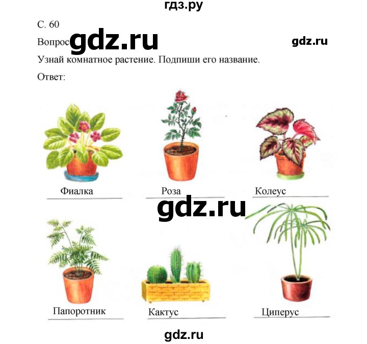 ГДЗ по окружающему миру 1 класс Виноградова рабочая тетрадь  страница - 60, Решебник 2017