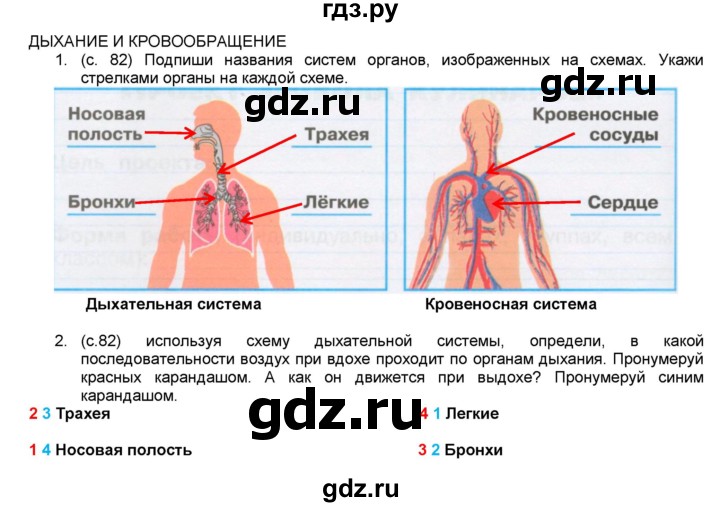 Система органов дыхания человека 3 класс окружающий мир. Система дыхания и кровообращения 3 класс. Дыхательная система 3 класс окружающий мир определение. Дыхательная система 3 класс окружающий мир определение. Дыхательная система 3 кл.