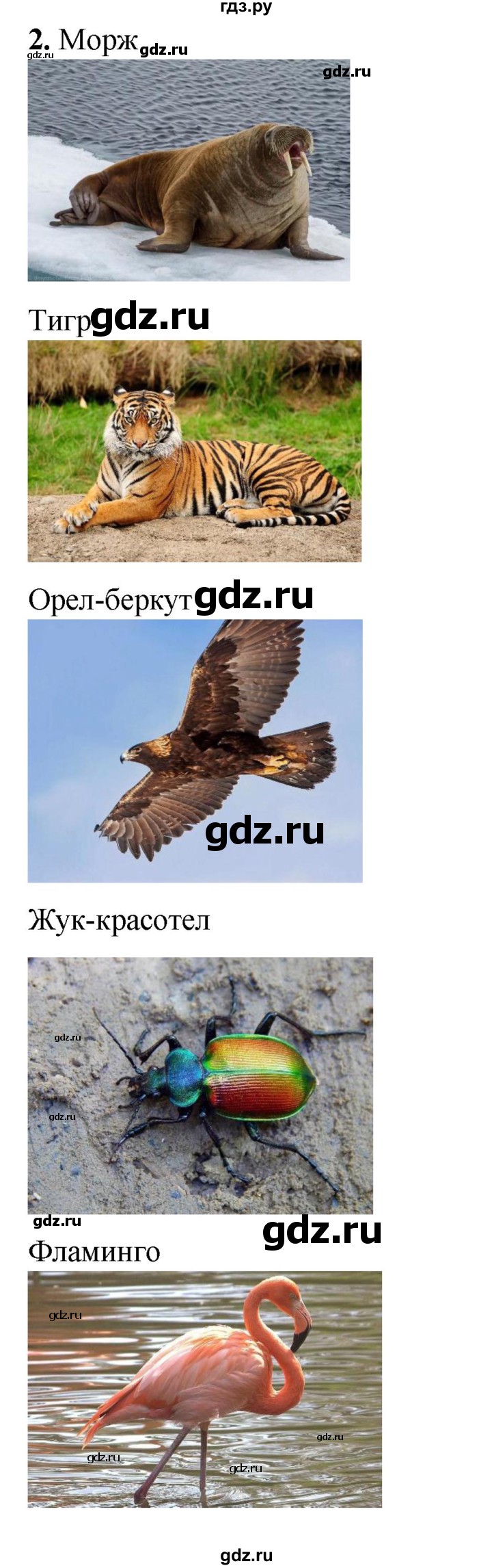 ГДЗ по окружающему миру 3 класс  Плешаков рабочая тетрадь  часть 1. страница - 49, Решебник к тетради 2023