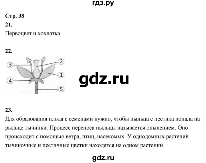 ГДЗ по окружающему миру 3 класс  Поглазова рабочая тетрадь  часть 1. страница - 38, Решебник 2024