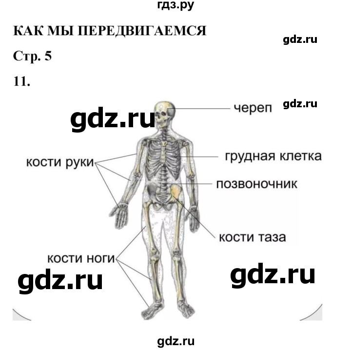 ГДЗ по окружающему миру 3 класс Потапов рабочая тетрадь  часть 2. задание - 11, Решебник 2023