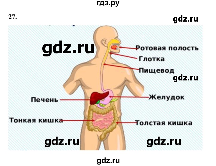 ГДЗ по окружающему миру 3 класс Потапов рабочая тетрадь  часть 2. задание - 27, Решебник 2023