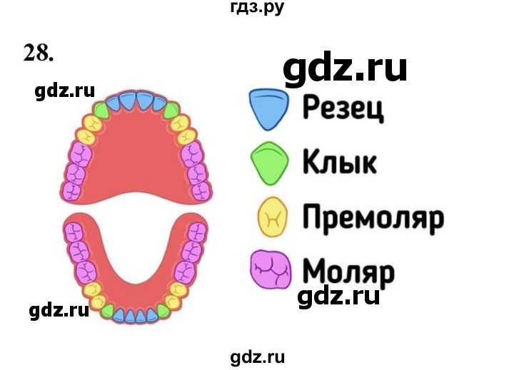 ГДЗ по окружающему миру 3 класс Потапов рабочая тетрадь  часть 2. задание - 28, Решебник 2023