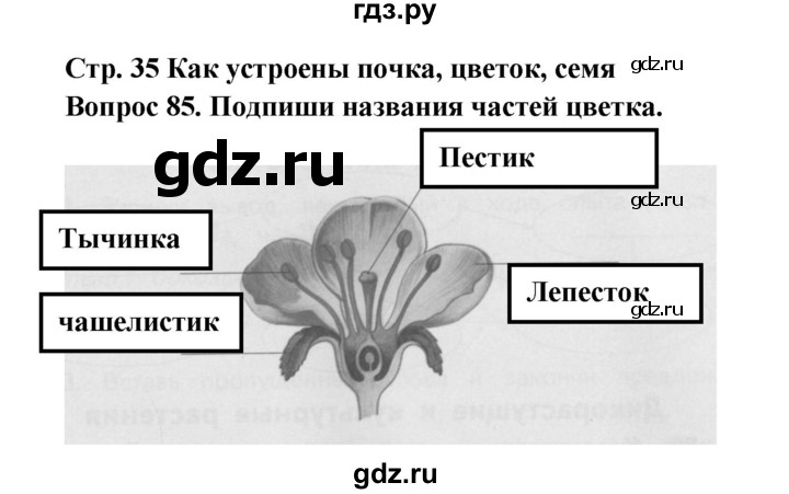 ГДЗ по окружающему миру 3 класс Потапов рабочая тетрадь  часть 1. задание - 85, Решебник 2018