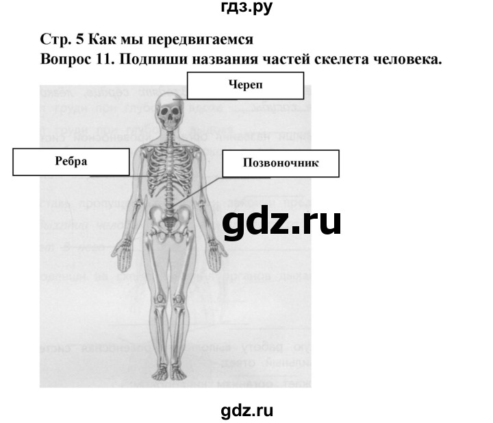 ГДЗ по окружающему миру 3 класс Потапов рабочая тетрадь  часть 2. задание - 11, Решебник 2018