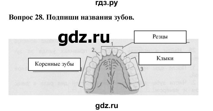 ГДЗ по окружающему миру 3 класс Потапов рабочая тетрадь  часть 2. задание - 28, Решебник 2018