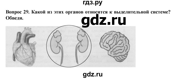 ГДЗ по окружающему миру 3 класс Потапов рабочая тетрадь  часть 2. задание - 29, Решебник 2018