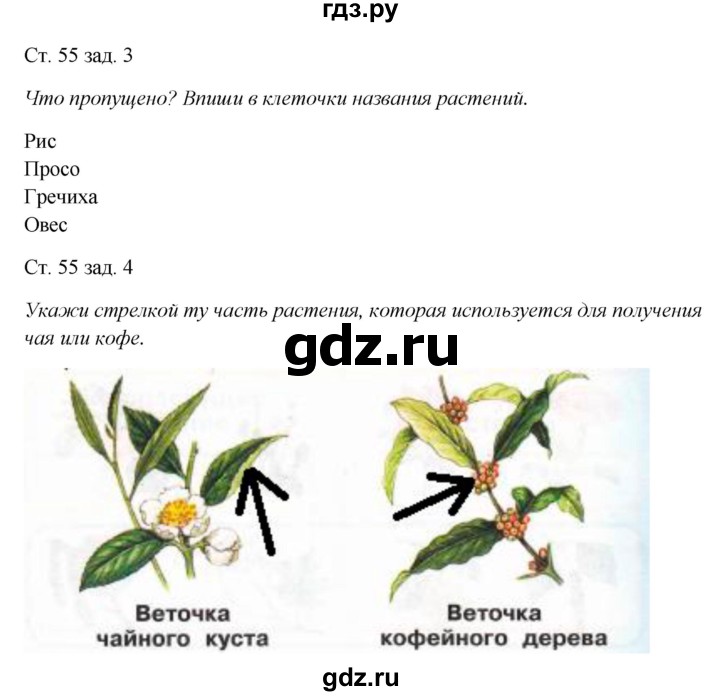 ГДЗ по окружающему миру 1 класс Плешаков рабочая тетрадь  часть 1. страница - 55, Решебник 2016