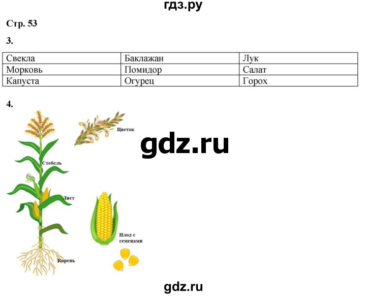 ГДЗ по окружающему миру 1 класс Плешаков рабочая тетрадь  часть 1. страница - 53, Решебник 2023