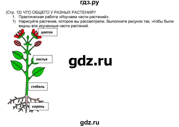 Работа частей растения