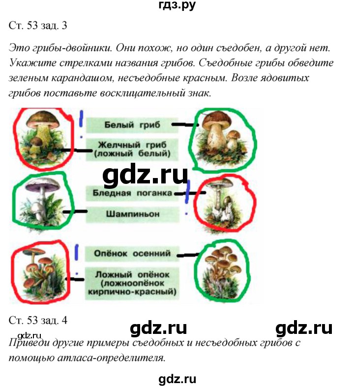 ГДЗ по окружающему миру 2 класс Плешаков рабочая тетрадь  часть 1. страница - 53, Решебник 2017