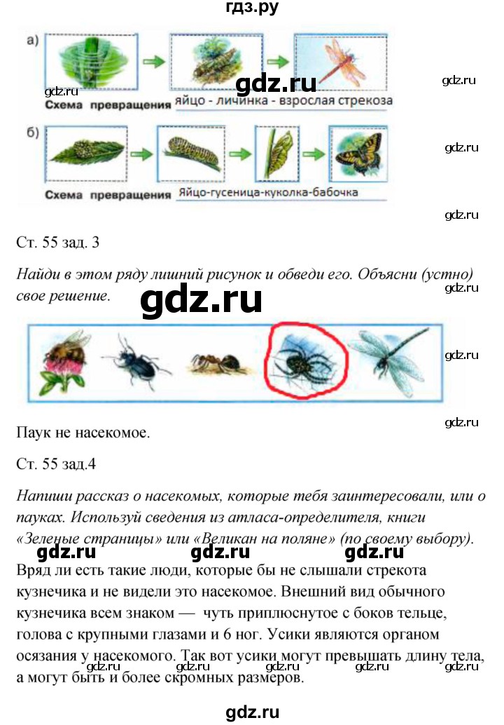 ГДЗ по окружающему миру 2 класс Плешаков рабочая тетрадь  часть 1. страница - 55, Решебник 2017