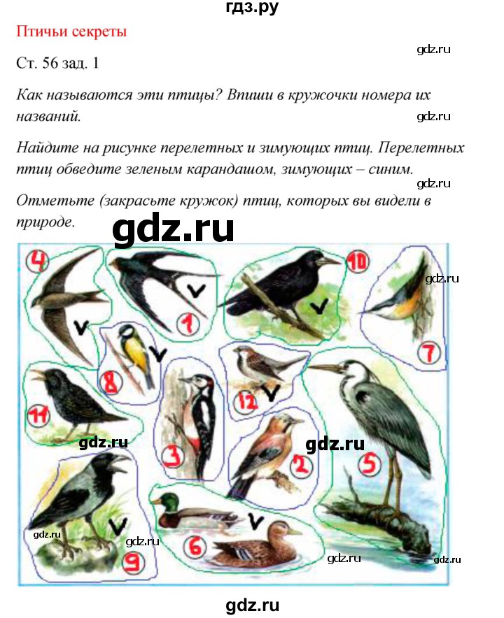 ГДЗ по окружающему миру 2 класс Плешаков рабочая тетрадь  часть 1. страница - 56, Решебник 2017